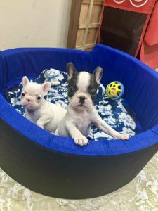 French bulldog pups for sale