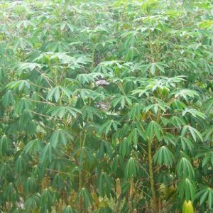 FRESH TAPIOCA BULK  SALE RS. 20/- PER KG