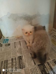 Full punch kitten available