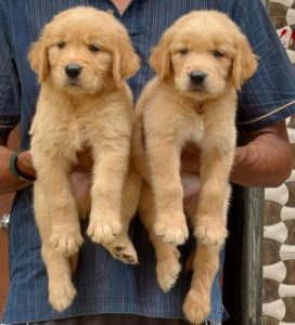 Fully healthy Golden retriever puppies for sale..9927332288