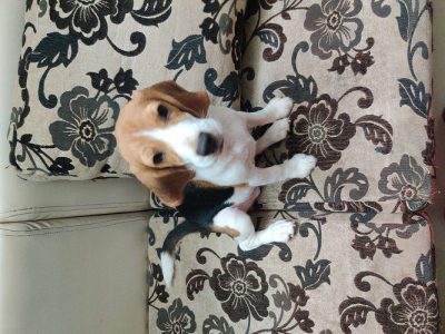 Fully vaccinated male beagle puppy for sale