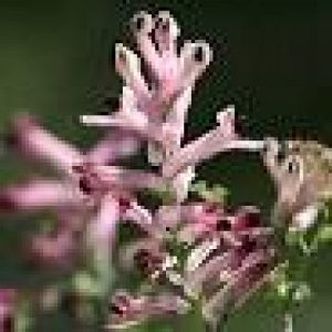 Fumaria indica seeds