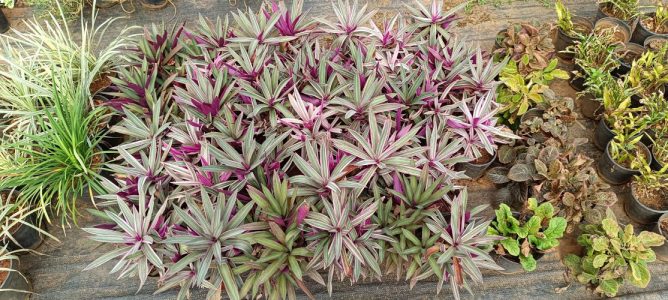 Garden Nursery near Iritty, Kannur