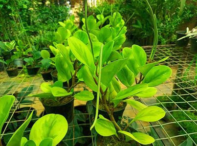 Garden Plants for sale