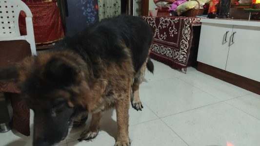 Garmanshaped dog sale