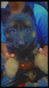 German lhasa aapso for sale