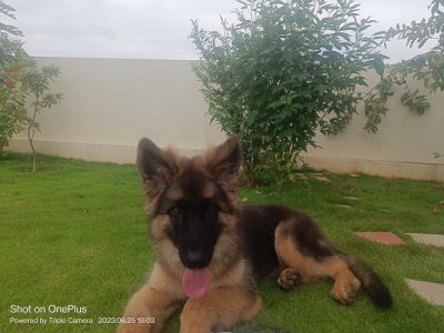 German Shepard