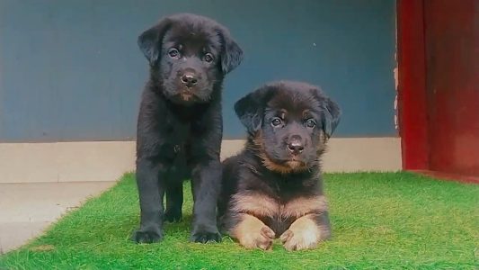 German Shepard x lab cross breed puppies available 6282260887