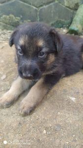 German Shepard puppies female 30 days of agd