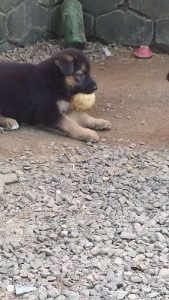 German Shepard puppies 