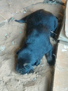 German Shepard puppy for sale