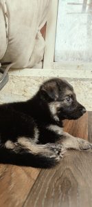 GERMAN SHEPERD DOUBLE COAT