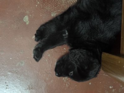 German shephard black