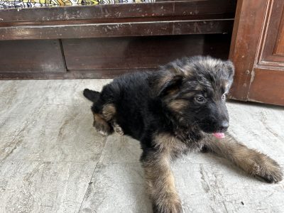 German Shephard
