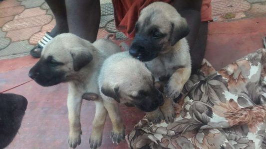 GERMAN SHEPHERD 40 DAYS OLD