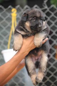 German shepherd 9047773374