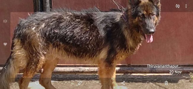 German Shepherd adult for sale 2female and one male below 2 