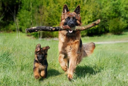 German Shepherd For Sale In Bangalore