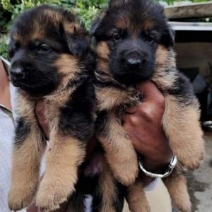 GERMAN SHEPHERD - CALL 8825694373