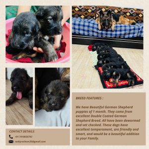 German shepherd champion breed puppies for sale