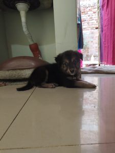 German Shepherd Cross Bread Puppy Dog