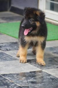 German Shepherd Cute Puppy.....8800539300