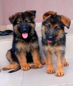 German shepherd dog baby for sale