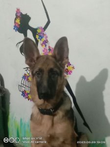 German shepherd dog black tan colour