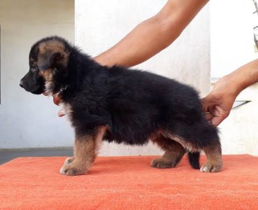German shepherd dog baby