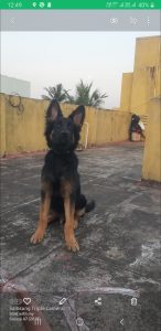 German shepherd dog sale