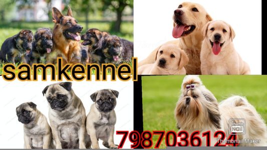 german shepherd dog puppies for sale in indore 7987036124
