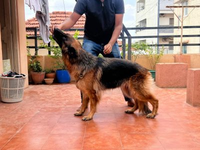 German shepherd