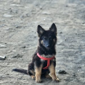 German Shepherd