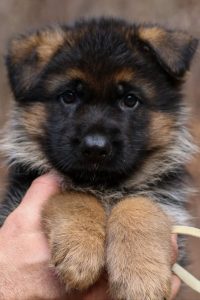 German shepherd