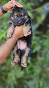 German shepherd