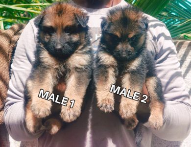 German Shepherd