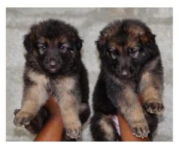 German shepherd
