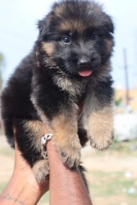 German shepherd