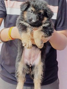 German shepherd