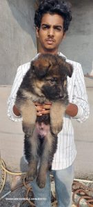 German shepherd