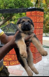 German Shepherd