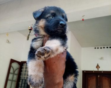 German shepherd