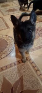 German shepherd