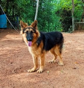 German Shepherd