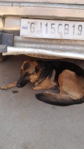 German shepherd female