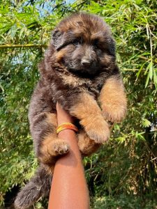 German shepherd import male's daughter