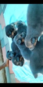 German shepherd male and female puppies