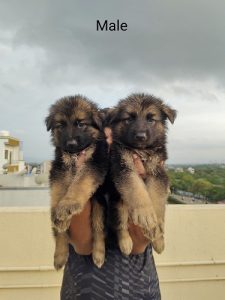 German shepherd male female puppies available for sale