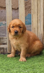 German shepherd puppies