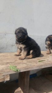 GERMAN SHEPHERD PUPPIES AVAILABLE FOR SALES@ CHENNAI9677128162